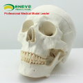 SKULL02 (12328) Modèle de crâne de taille humaine de la meilleure qualité Asie classique de taille pour la science médicale